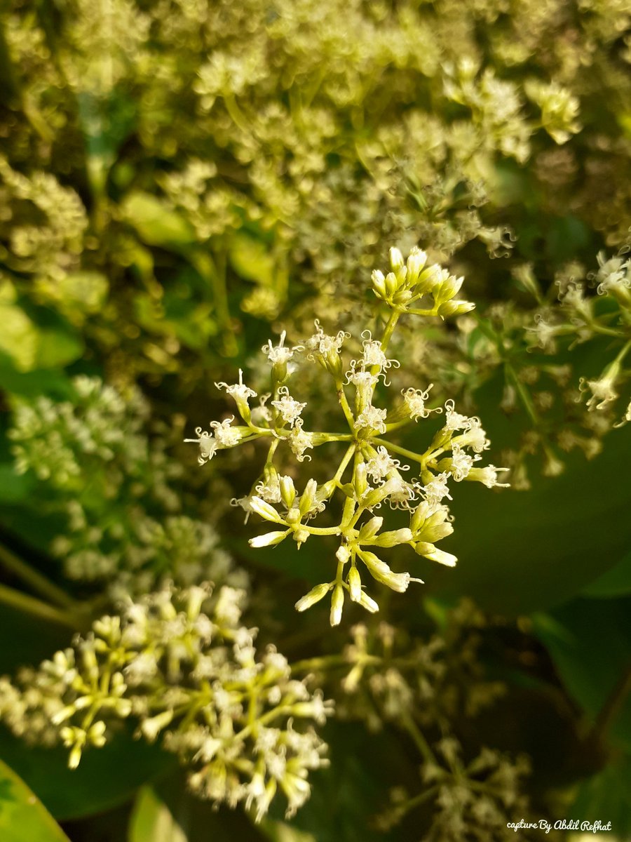 Environ95305842's tweet photo. Friday, is good day. #Bangladesh #Flawar. #วิ่งไล่ลุง https://t.co/XJMF0KVx2G