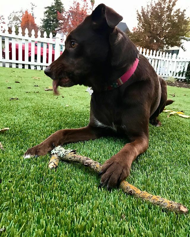 DerbyDailyDog's tweet photo. Mmmm sticks! #tastytasty #littled .
.
.
.

#puppiesofinstagram #todayshowpets #dogoftheday #labradorretriever #lab #rescuedog #instapuppy #adoptdontshop #labrador #chocolatelab #pup #dailywoof #woof #rescue #bark #cute #adorable #napavalleydogs #dogsofna… https://t.co/pfNxuLSwy2 https://t.co/7wKUNx3hrW