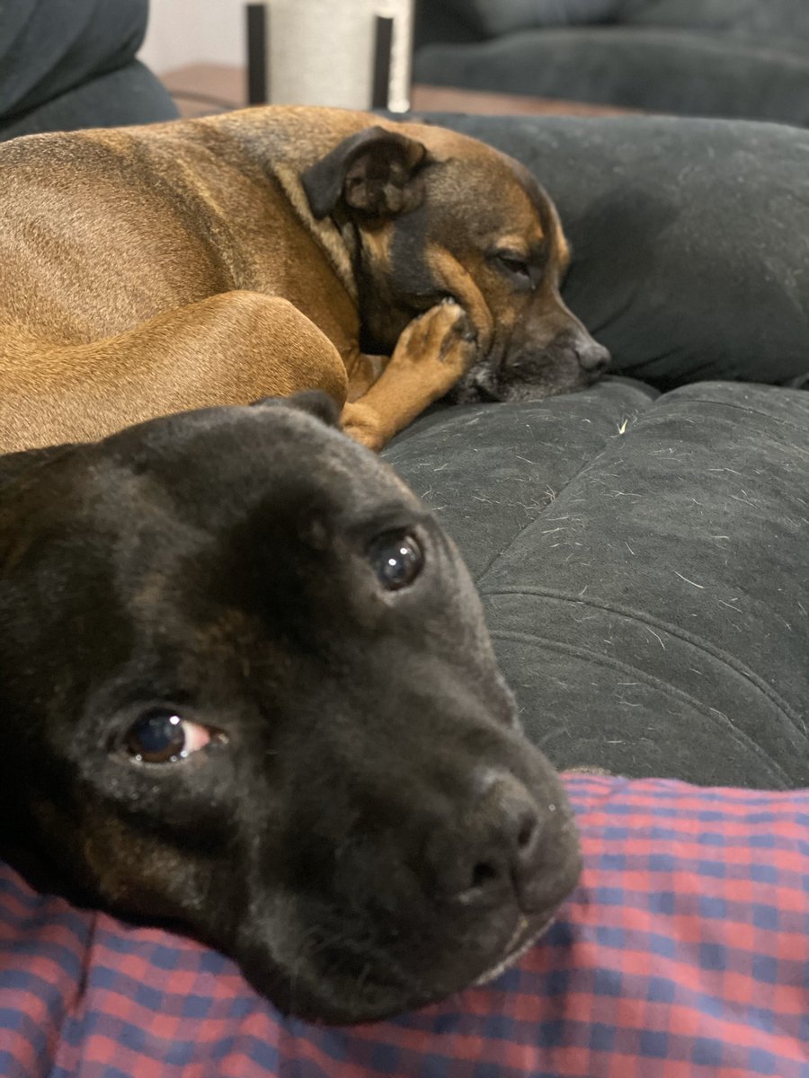 How can you sleep Jager! It’s the frickin weekend 🤨 #staffypatrol #jager #ruby #sleeper #sleepydog #easylife #couchlife #couchpotato #weekendstyle #staffydaily #staffystyle #staffyday #staffymoment #staffys #staffies #englishstaffys #englishstaffies #itsthefrickenweekend