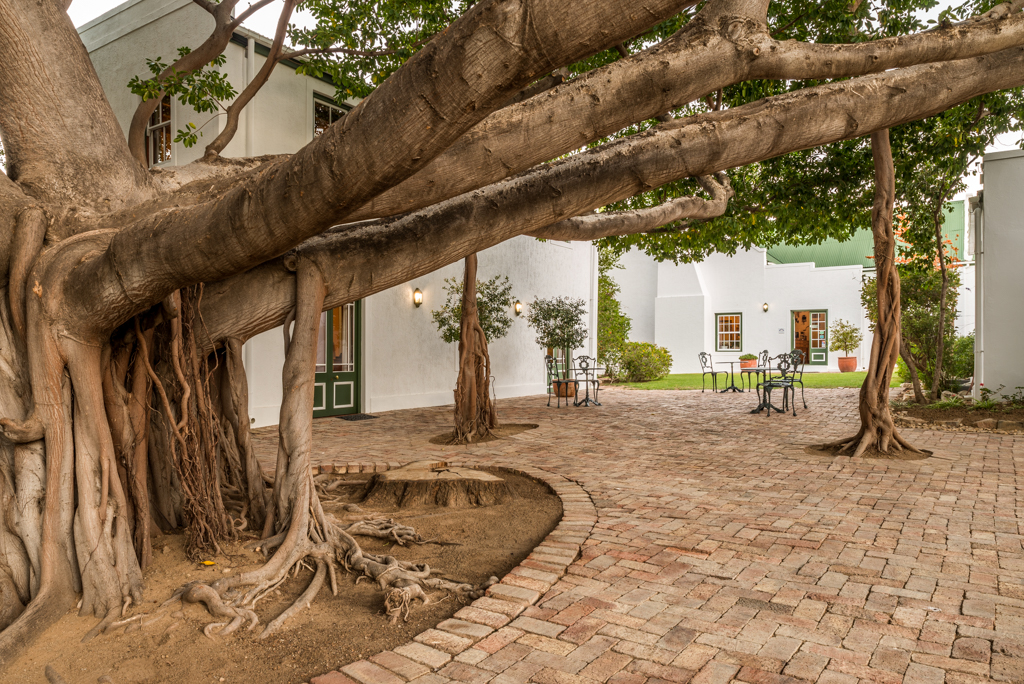 Cool courtyards and our welcoming fig tree with well-kept secrets from its long #Karoo history. Find us at the foot of the #SwartbergPass debergkant.com

#4starstays #beststayPrinceAlbert #Karooaccommodation #capetownescapes #weekender #princealbertza #petfriendly