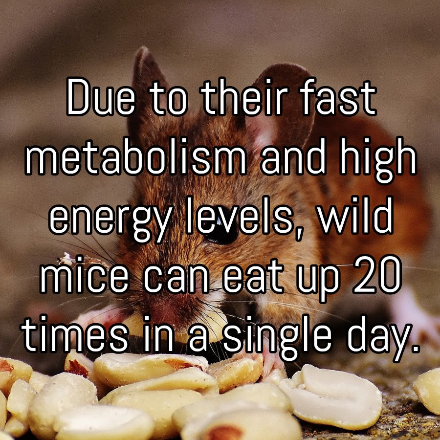 InsectCop's tweet photo. Did you know? Due to their fast metabolism and high energy levels, wild mice can eat up 20 times in a single day.
Find out more about insects, pests and their control: https://t.co/lbuxsLFvIb
#InsectCop #mousefacts #micefacts #wildmice #interestingfacts #naturefacts https://t.co/nxZm4g4h0r