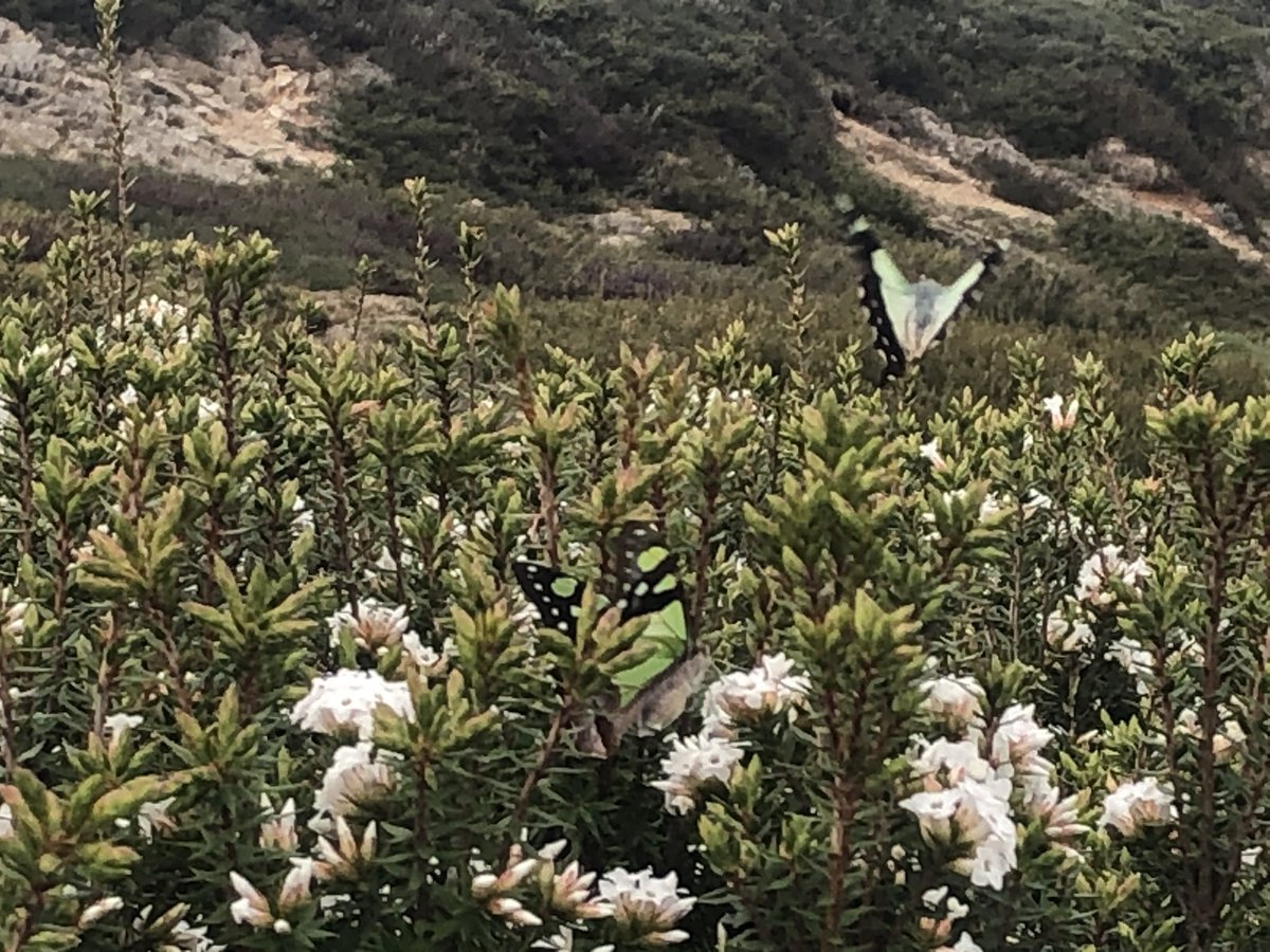 I am absolutely in love with these green butterflies in the high alpine herbfield  #AAWT Oh let’s be honest, I just wanted to say “herbfield”