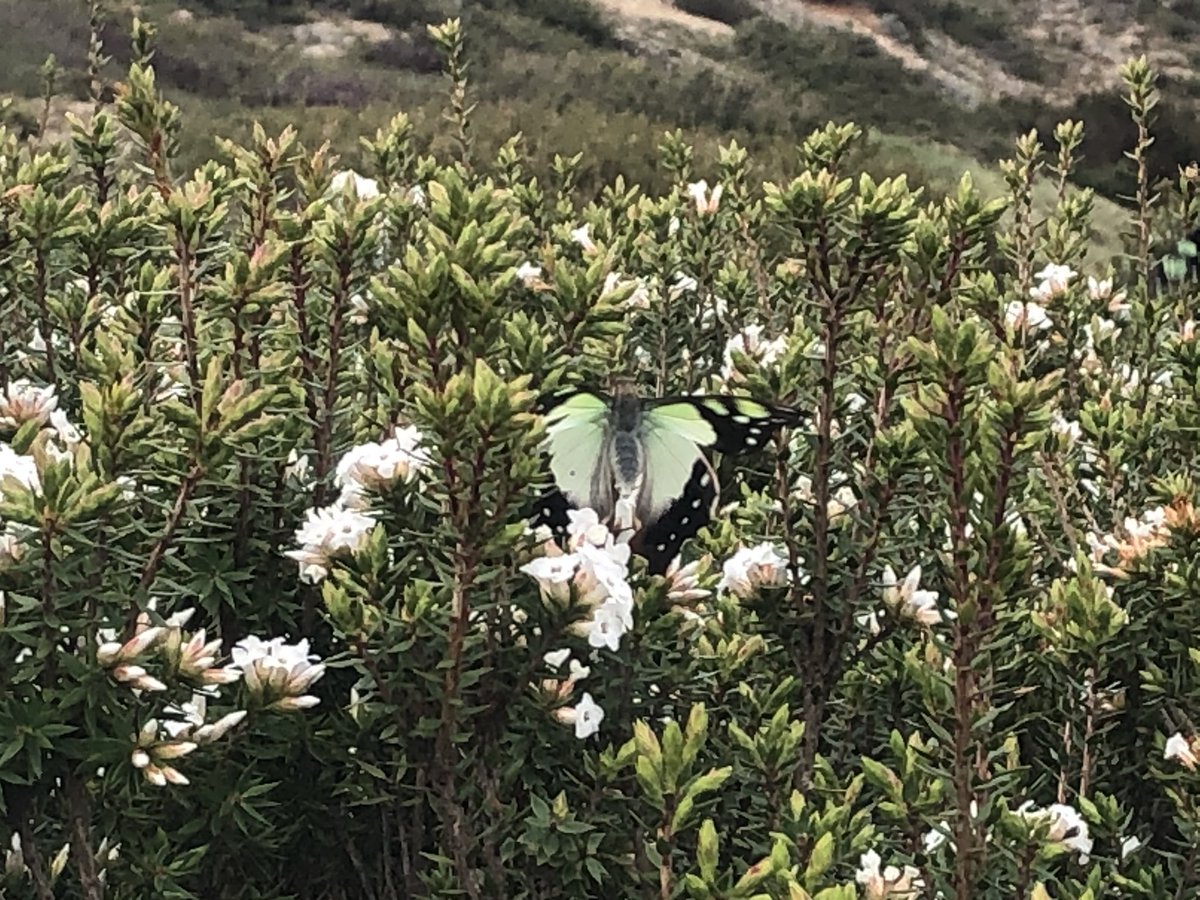 I am absolutely in love with these green butterflies in the high alpine herbfield  #AAWT Oh let’s be honest, I just wanted to say “herbfield”