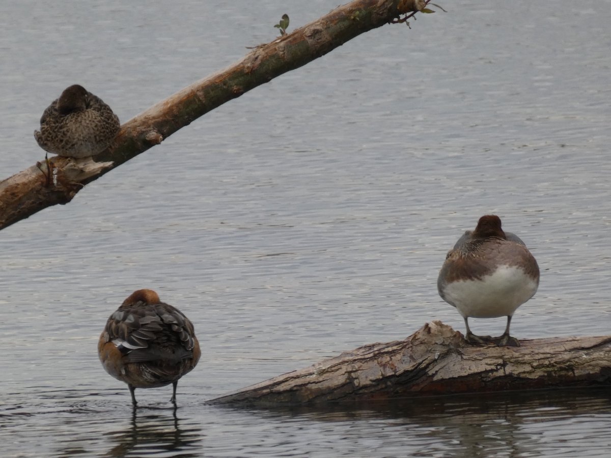 調布市多摩川自然情報館 本日の多摩川 鳥のお尻はなぜこんなに可愛いのでしょう