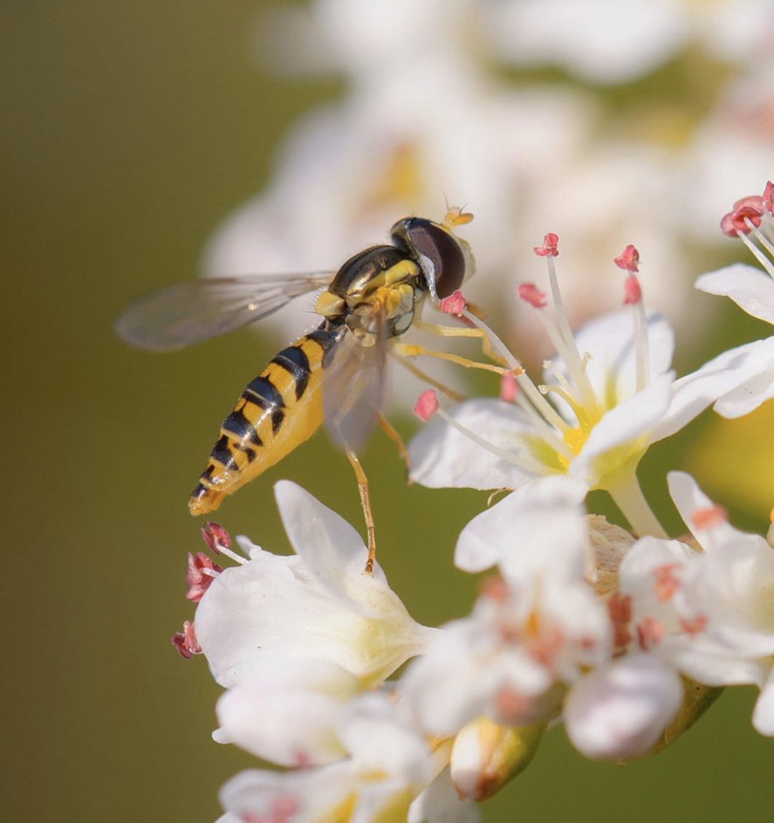 الحب كالورد الجميل، والوفاء هو قطرات الندى عليها، والخيانة هي الحذاء البغيض الذي يدوس على الوردة فيسحقها