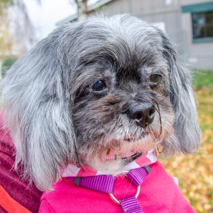 MsArielKnox's tweet photo. Friends, who doesn't need a little more Joy in their lives?Please consider adopting & giving this 14 y/o Shih Tzu/Mix the golden years she deserves.
https://t.co/gU6YznA2bb
#adoptdontshop @WHSHumane #imwiththellama #llamactivism #BringJoyHome https://t.co/kFwnU6Ti1s