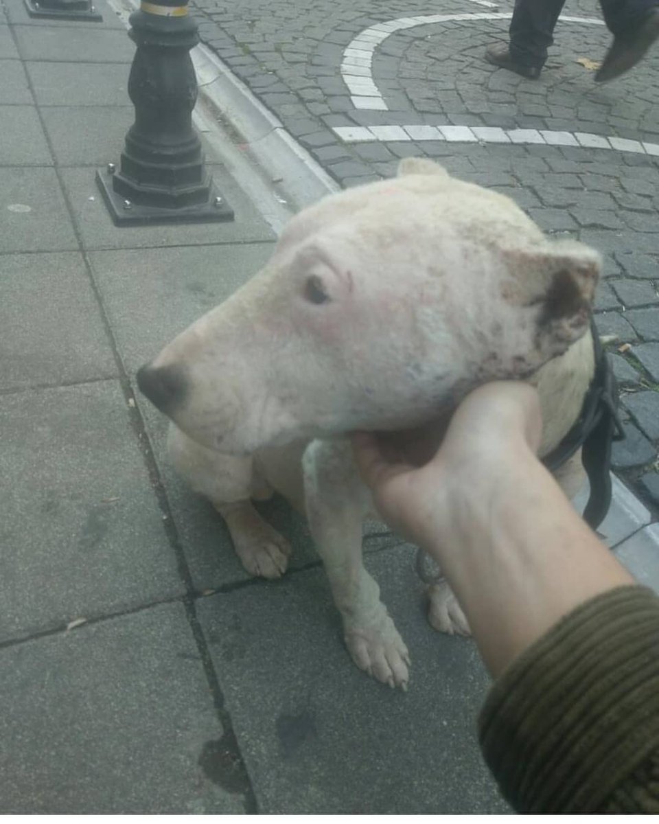 elifkedisii's tweet photo. Geçici / kalıcı guzel bir yuva bulma imkanimiz var mı bu güzelliğe? Tedavi işini hallederiz biraz uyuzu var anladığım kadariyla ve ufak tefek yaraları. Kulakları kesilmiş, geçmişinin çok parlak olduğunu ve öncesinde de iyi ellerde olduğunu düşünmüyorum malesef😔İST
5354857868 https://t.co/N4wkhB9muq