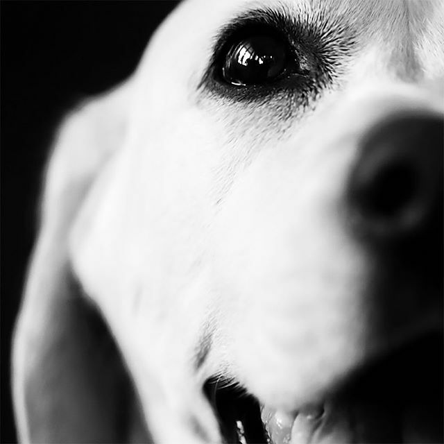 haoleboysurfs's tweet photo. The eyes tell more than words can ever say ๐งก
.
.
Beautiful capture by @polkadot.unicorn
#haoleboy #standwithhaole #mustlovedogs #soulfuleyes #buildingmylegacy #lovebeatscancer #grateful https://t.co/qdXFVFFRh7 https://t.co/DuNQduYUet