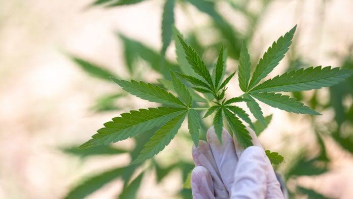 According to the study published in The Journal of Pain, headache and migraine ratings were reduced by approximately 50% after the use of medical cannabis, and these reductions were greater in men compared with women.

Join the revolution with #MedK! 🌐medkan.eu