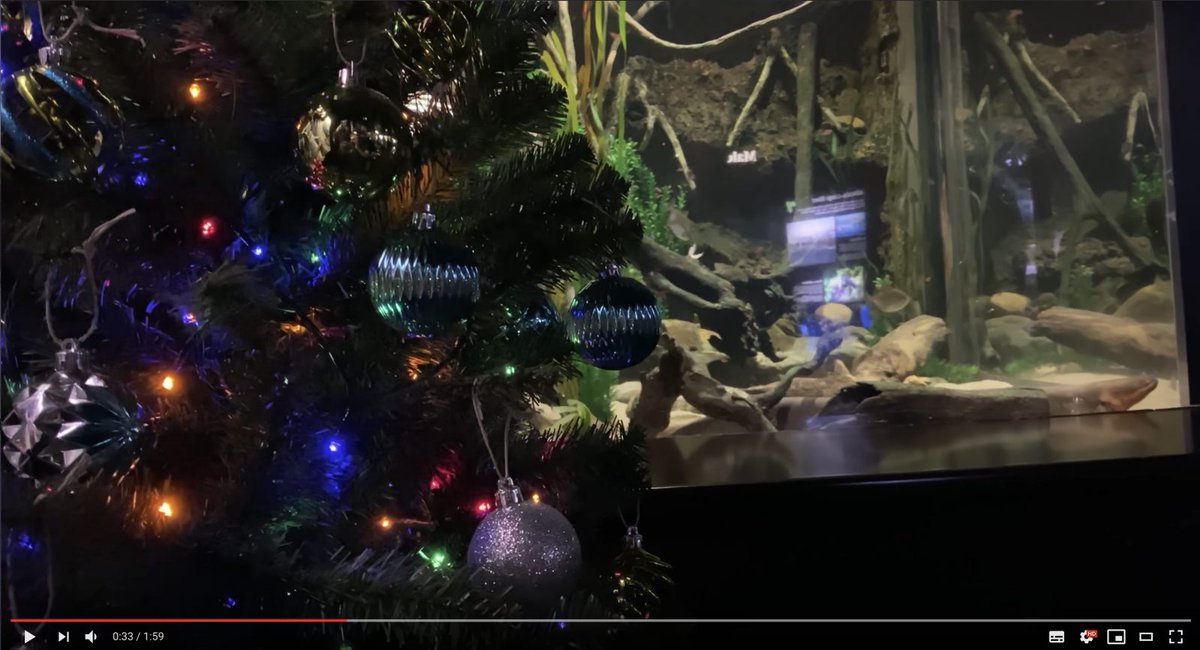 AquariumReport's tweet photo. "Zitteraal lässt Weihnachtsbaum leuchten", dass zumindest schreibt der "Deutschlandfunk Nova" in einem Artikel vom 09. Dezember 2019. Weiterhin heißt es:

"...Den Strom liefert nämlich der hauseigene Zitteraal "Miguel Wattson".  #News https://t.co/HE8xnfPlOI https://t.co/nV06N1ckmU