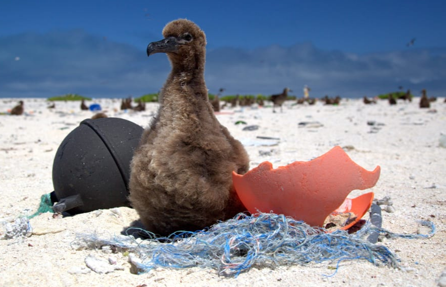 HelloSaveEarth's tweet photo. Here are some images What is ocean #Plastic doing to #marine animals
visit: https://t.co/DPLyTmflTE

#ocean #plasticfree #HSE #hellosaveearth #Plastic #turtle #FridayMotivation #FridayThoughts #FridayFeeling 

@HelloSaveEarth @PlasticPollutes https://t.co/AMalIbS91S