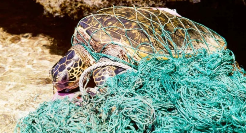 HelloSaveEarth's tweet photo. Here are some images What is ocean #Plastic doing to #marine animals
visit: https://t.co/DPLyTmflTE

#ocean #plasticfree #HSE #hellosaveearth #Plastic #turtle #FridayMotivation #FridayThoughts #FridayFeeling 

@HelloSaveEarth @PlasticPollutes https://t.co/AMalIbS91S