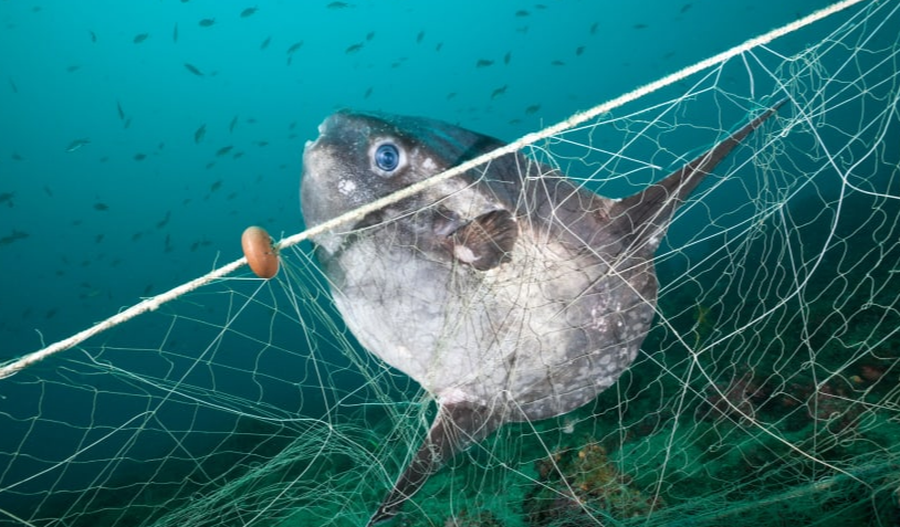 HelloSaveEarth's tweet photo. Here are some images What is ocean #Plastic doing to #marine animals
visit: https://t.co/DPLyTmflTE

#ocean #plasticfree #HSE #hellosaveearth #Plastic #turtle #FridayMotivation #FridayThoughts #FridayFeeling 

@HelloSaveEarth @PlasticPollutes https://t.co/AMalIbS91S