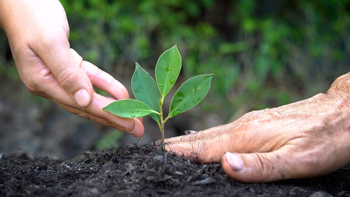 JAirportProject's tweet photo. Six thousand trees will be cut for Jewar Airport and 60 thousand plants will be planted. For further information visit: https://t.co/mHeMVgHjRa
#JewarAirportNews
#JewarAirportProjects
#LatestNewsofJewarAirport https://t.co/A3OVCCsrdf