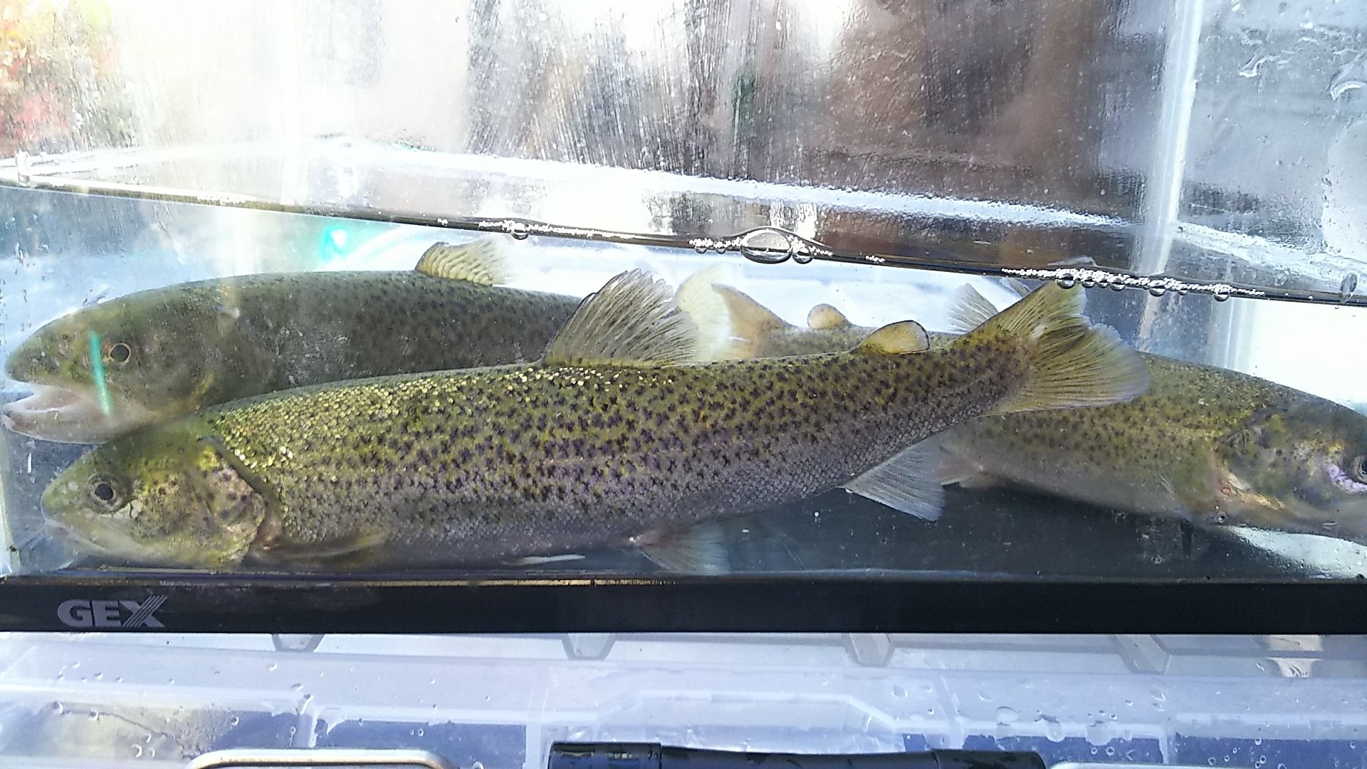 ｊ アシスト イトウ 冷水魚 イトウ サケ科 養殖魚 鑑賞魚 T Co Iwzhydwnau Twitter