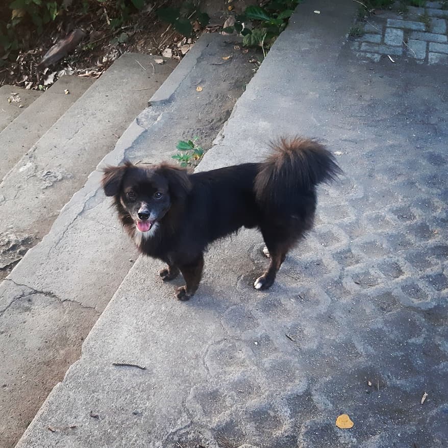 AbsolutelyRobyn's tweet image. And here's a distracting pic of a cute dog I met in Bali that took himself on a walk with me in Ubud. #GeneralElection #ElectionResults2019