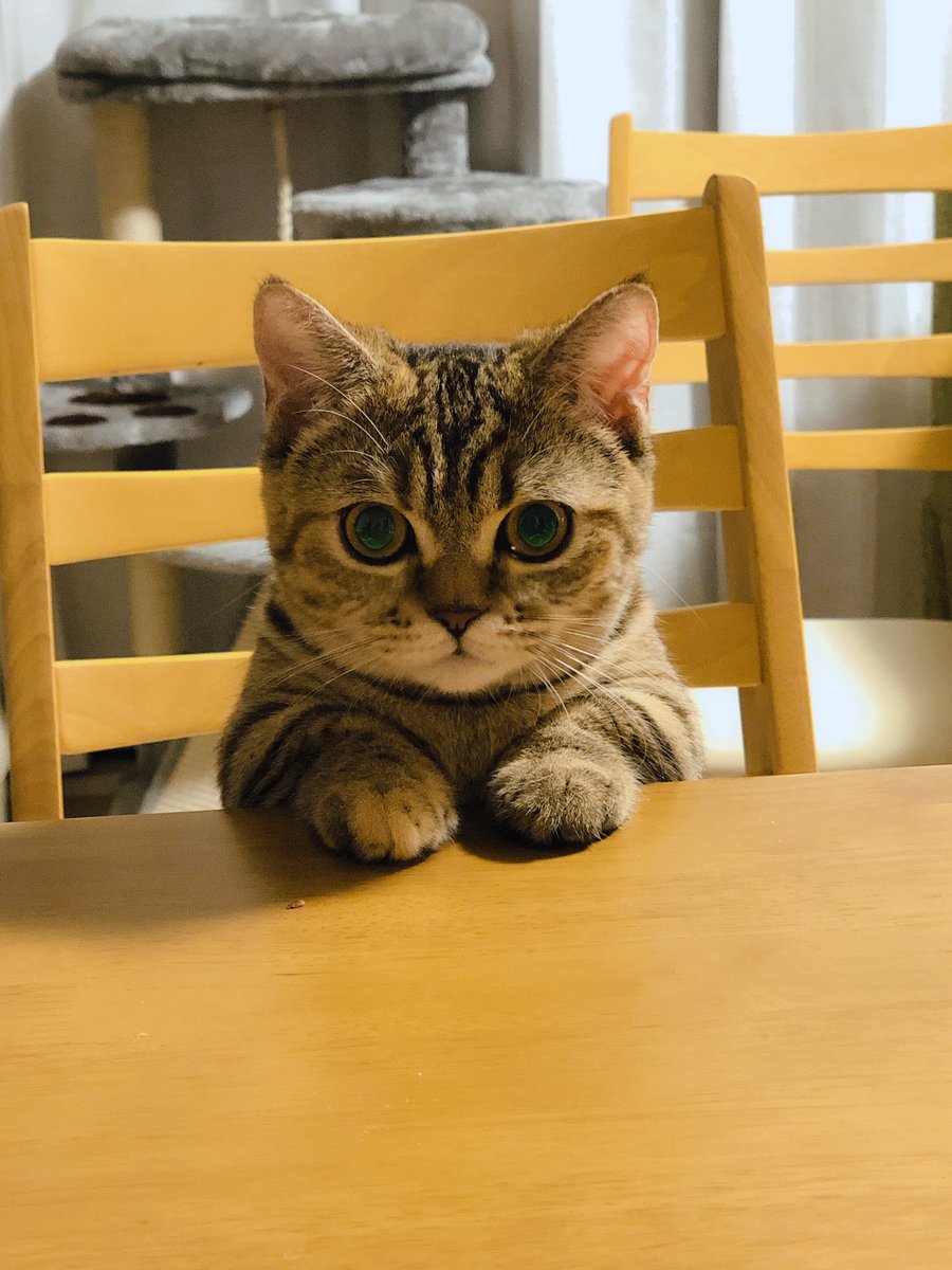 猫さん ご飯が出てくるのをいい子で待ってます お利口そうな雰囲気だがそこは猫さんの席ではない とても真っ直ぐな瞳 Togetter 猫さん ご飯が出てくるのをいい子で待ってます お利口そうな雰囲気だがそこは猫さんの席ではない とても真っ直ぐな瞳 Togetter