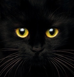 CatFoodBreath's tweet photo. Its #FridayThe13th.  Remember that if a black cat crosses your path today, it’s a sign that the kitty is going somewhere.  Possibly, it’s going to get a snack or go nap under the Christmas tree. https://t.co/JeQhMD1E6s