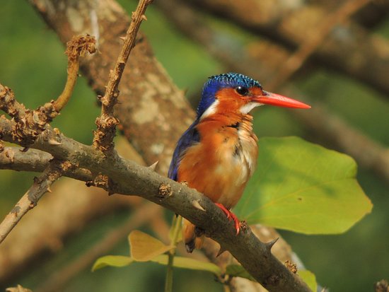 LiliesLtd's tweet photo. Being a birders' paradise, #Uganda boasts of a very big bird list having about 1073 different bird species which makes up 50% of Africa's bird species and 11% of the world species. For birding, look no further.
Contact liliestoursandsafaris for a remarkable experience.
#visitug https://t.co/iUtzlUJczU