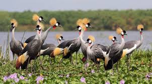 LiliesLtd's tweet photo. Being a birders' paradise, #Uganda boasts of a very big bird list having about 1073 different bird species which makes up 50% of Africa's bird species and 11% of the world species. For birding, look no further.
Contact liliestoursandsafaris for a remarkable experience.
#visitug https://t.co/iUtzlUJczU
