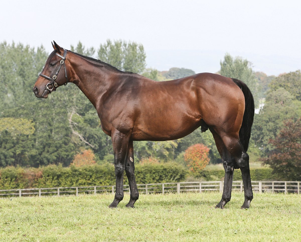IREthoroughbred's tweet photo. ☘️ ITM Irish Stallion Trail 2020
🗓️ Fri 10 – Sat 11 Jan 2020
📍 Ballyhane Stud, Co. Carlow

First-class roster includes multiple G1 sire Dandy Man (IRE) &amp; new boy Soldier’s Call (IRE). Top farm also offers pre-training &amp; breaking.

Plan your visit now 👉 https://t.co/DHYGQ9WUPW https://t.co/BvA30rzqfc