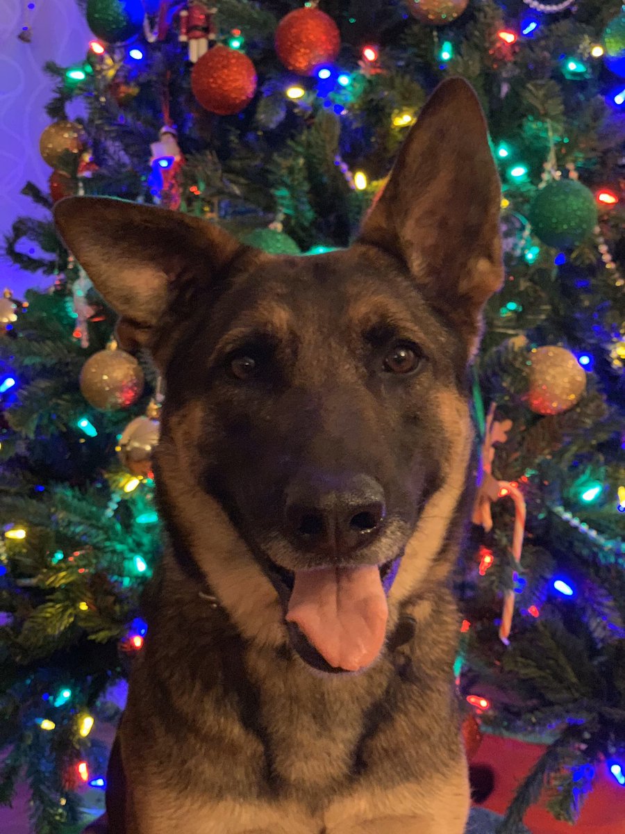 $100 Petsmart gift card #GIVEAWAY to show our love &amp; appreciation for K9 Louie! 

To enter: 
1-Follow me, <a href="/LoveK9Louie/">LoveK9Louie</a>, &amp; <a href="/Boxster240/">🐾💙Christine💙🐾</a> 
2-Leave some love or a thank you for K9 Louie &amp; his human partner below. 
3-RT 

Winner announced Monday 12/16
#bluepawsmatter #backthebark