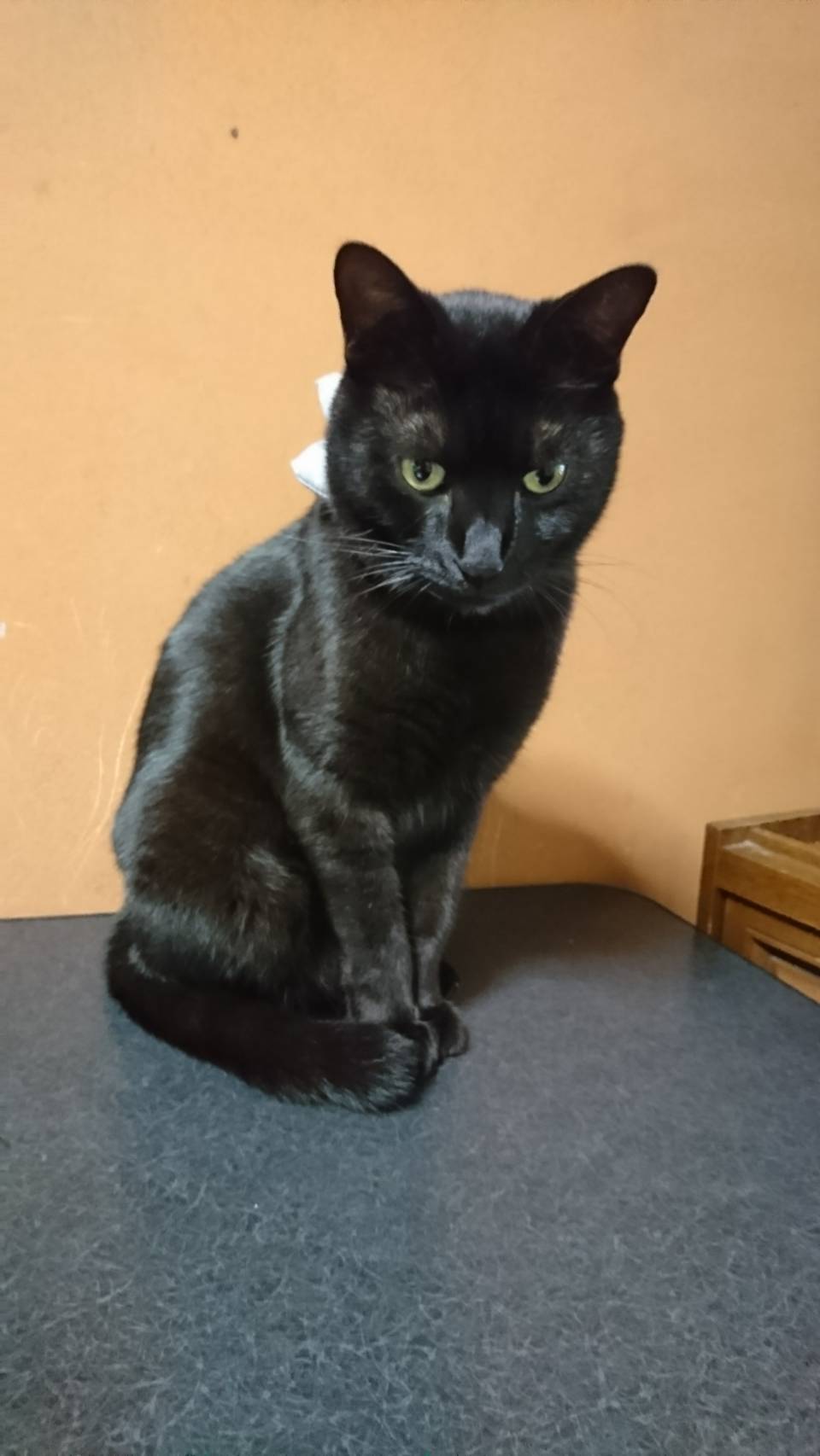 家出した黒猫を探しています 8ktnkonpydpnqzg Twitter