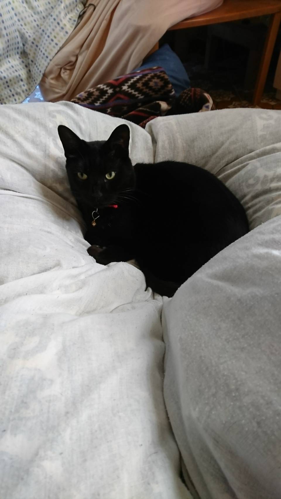 家出した黒猫を探しています 8ktnkonpydpnqzg Twitter