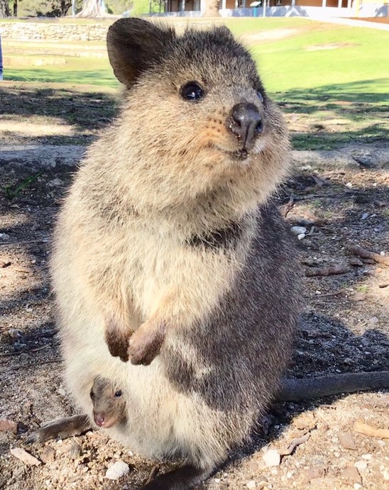ベネッセ海外留学センター オーストラリアだけに生息する この可愛い動物 名前はクオッカ どこで見られるでしょうか クオッカにも会える留学プログラムはこちら T Co Qrwkxekmzp 短期留学 留学 春休み オーストラリア留学 小学生留学
