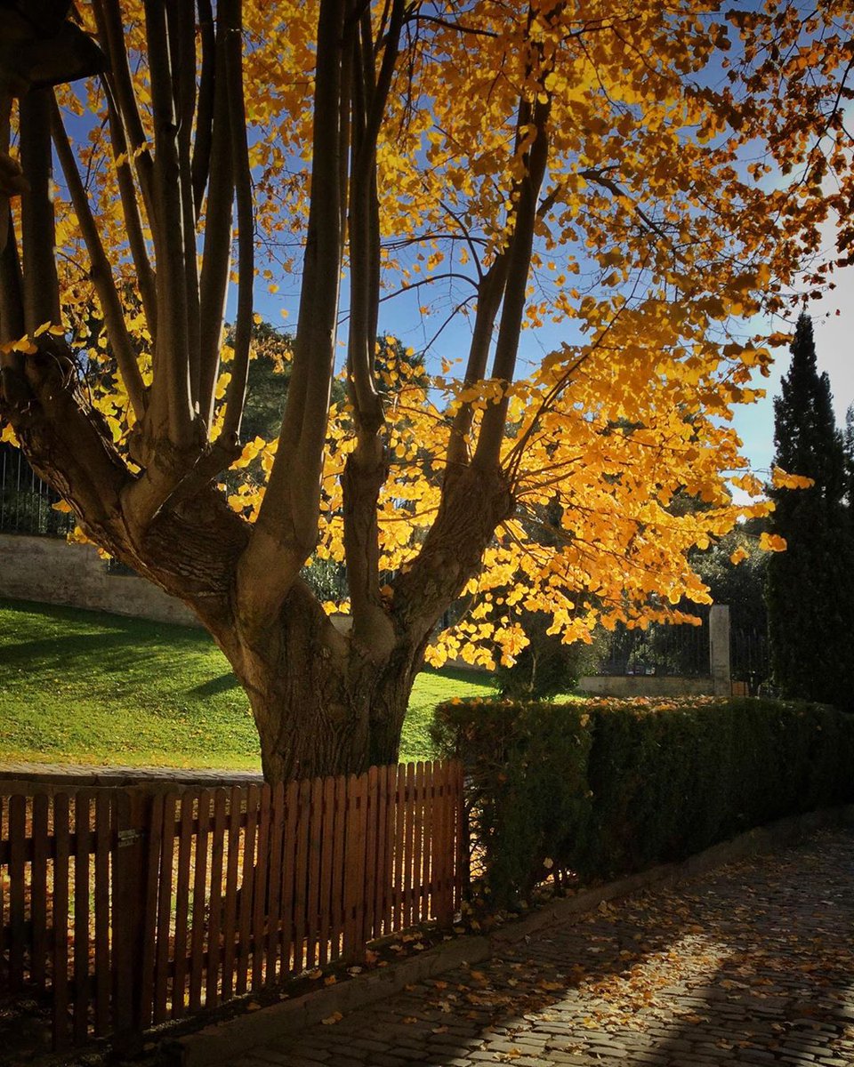 VisitStaSusanna's tweet image. Els últims dies de la #tardor ens deixen imatges tan impressionats com aquestes!🍁
📷💥@conchisasa  📷💥@tribenan
#SantaSusanna #VisitSantaSusanna #CostaBCNMaresme #Maresme #Barcelona #CostaMaresme #CatalunyaExperience #Barcelonaesmoltmes @catexperience @BCNmoltmes