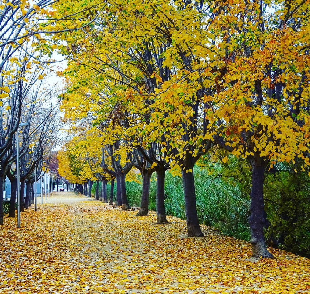 VisitStaSusanna's tweet image. Els últims dies de la #tardor ens deixen imatges tan impressionats com aquestes!🍁
📷💥@conchisasa  📷💥@tribenan
#SantaSusanna #VisitSantaSusanna #CostaBCNMaresme #Maresme #Barcelona #CostaMaresme #CatalunyaExperience #Barcelonaesmoltmes @catexperience @BCNmoltmes
