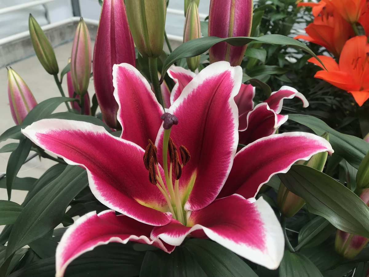 OT Qwic
makbreeding.nl/varieties/?cul…