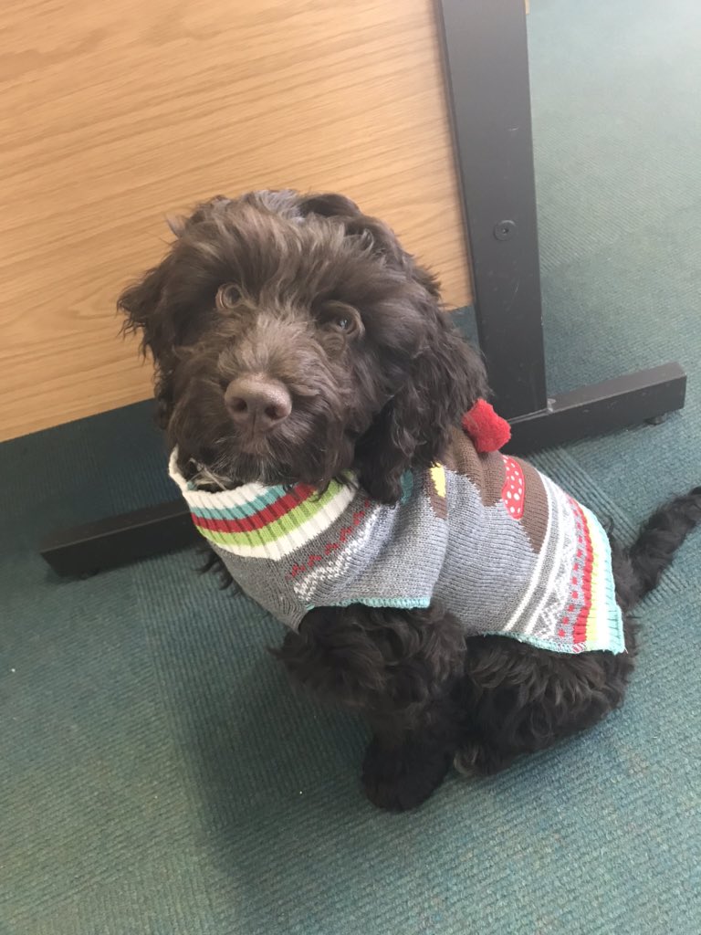 Churchie’s got his Christmas Jumper on to support this great cause!! #schooldog #savethechildren  <a href="/savethechildren/">Save the Children US</a>