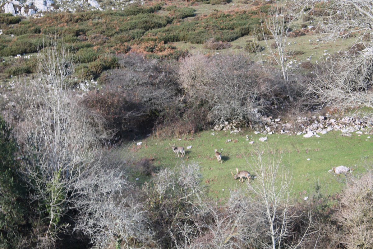 Este miércoles, un grupo de internos/as del Centro Penitenciario de Asturias y voluntariado, ¡nos fuimos de ruta! Recorrimos desde el Mirador del Fitu hasta el Pico pienzu, encontrándonos con imágenes tan bonitas como las que os dejamos :)
#AnimaciónPenitenciaria #CRJAsturias