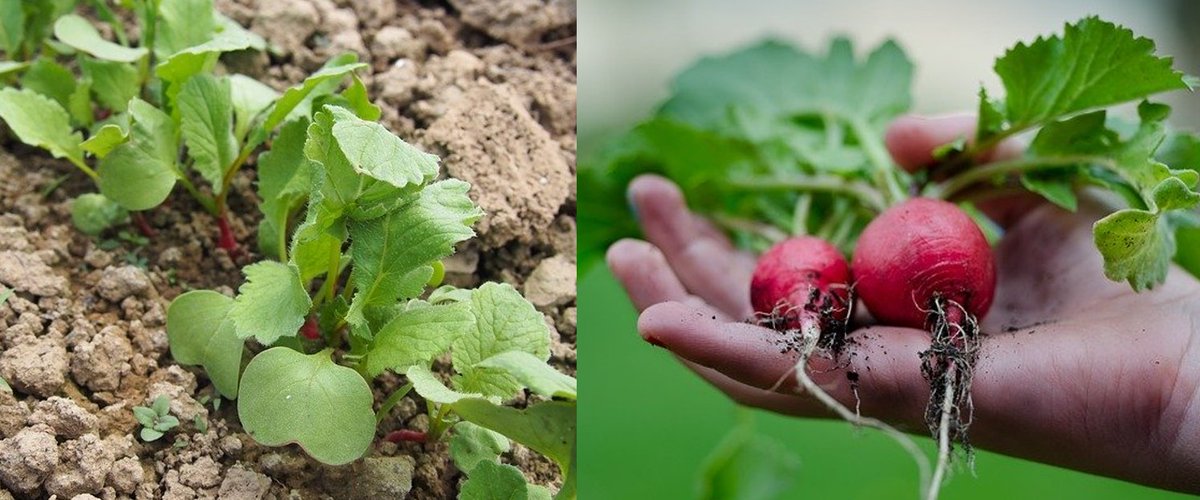 Water shortage as increasingly provoked by #climatechange can be a severe challenge for vegetable production. Schlering et al. <a href="/hsgeisenheim/">HochschuleGeisenheim</a> show that even a moderate water reduction of  20% affects the chemical composition of field grown red radish. ojs.openagrar.de/index.php/JABF…