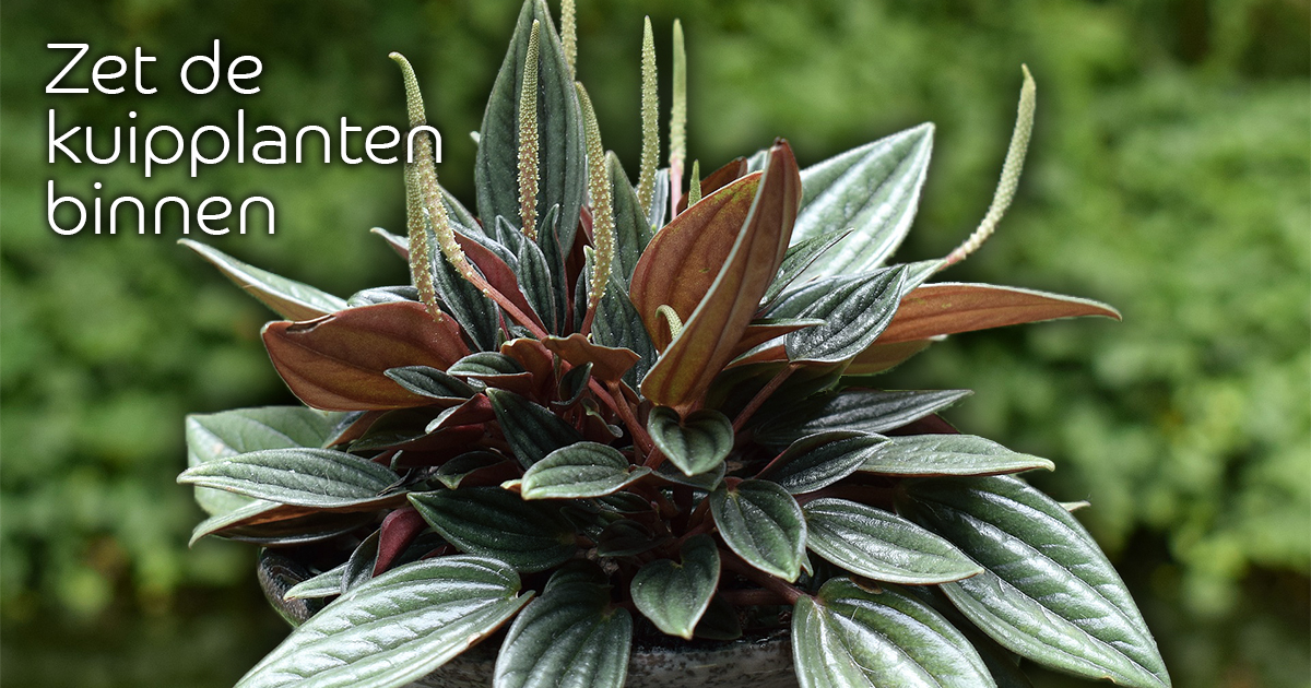 tuinkeur tweet picture