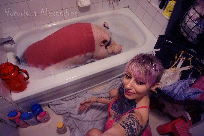 Check out my latest post about my pig Hammy! #pig #bestfriend #esa #supportanimal #camgirl #avn #avnstars<a href="/tag/pig"class="tags">#pig</a><a href="/tag/bestfriend"class="tags"><span>#bestfriend</span></a><a href="/tag/esa"class="tags"><span>#esa</span></a><a href="/tag/camgirl"class="tags"><span>#camgirl</span></a><a href="/tag/avn"class="tags"><span>#avn</span></a><a href="/tag/avnstars"class="tags"><span>#avnstars</span></a><a href="/tag/sup"class="tags"><span>#sup</span></a>