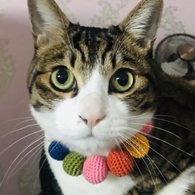 ain_nyan's tweet photo. #새프로필사진 https://t.co/wZvScSCVWl