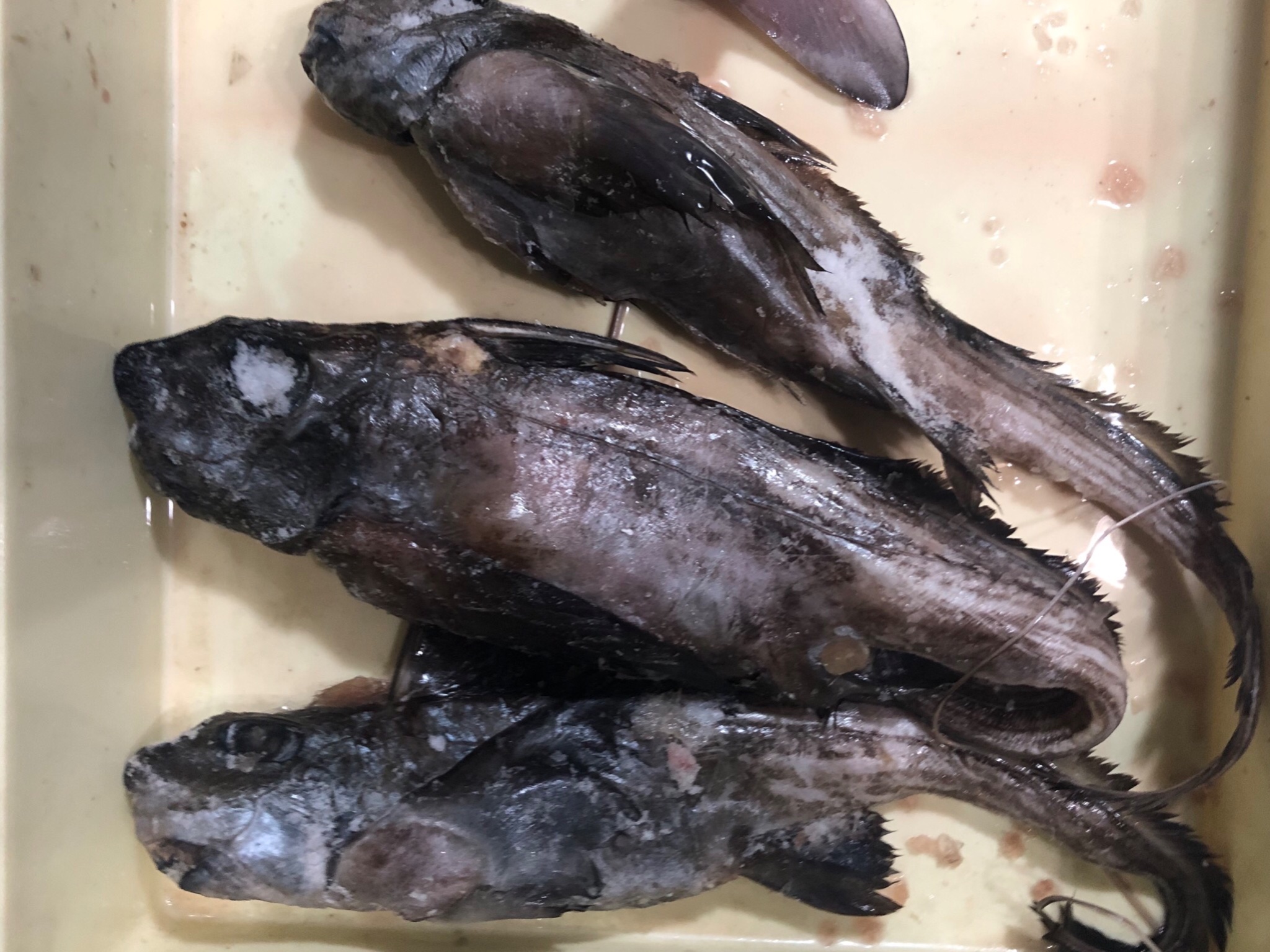 Sorari En Twitter 今日のアカギンザメは無事骨になりました まだ2匹いるので また明日にでも骨にします よくよく考えるとギンザメを頭骨標本にするのは1月以来ですね