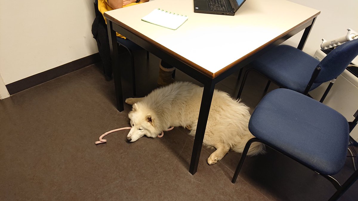 krisbachus's tweet photo. .@KU_Leuven heeft niet alleen een @campuskat genaamd Professor Mando, bij @HIVA_KULeuven hebben we nu ook onze #kantoorhond Kokos. Goed voor de #wellbeing van onze medewerkers, van Kokos en stressverminderaar voor alle collega's!
#officedog https://t.co/0FhMbexFNi