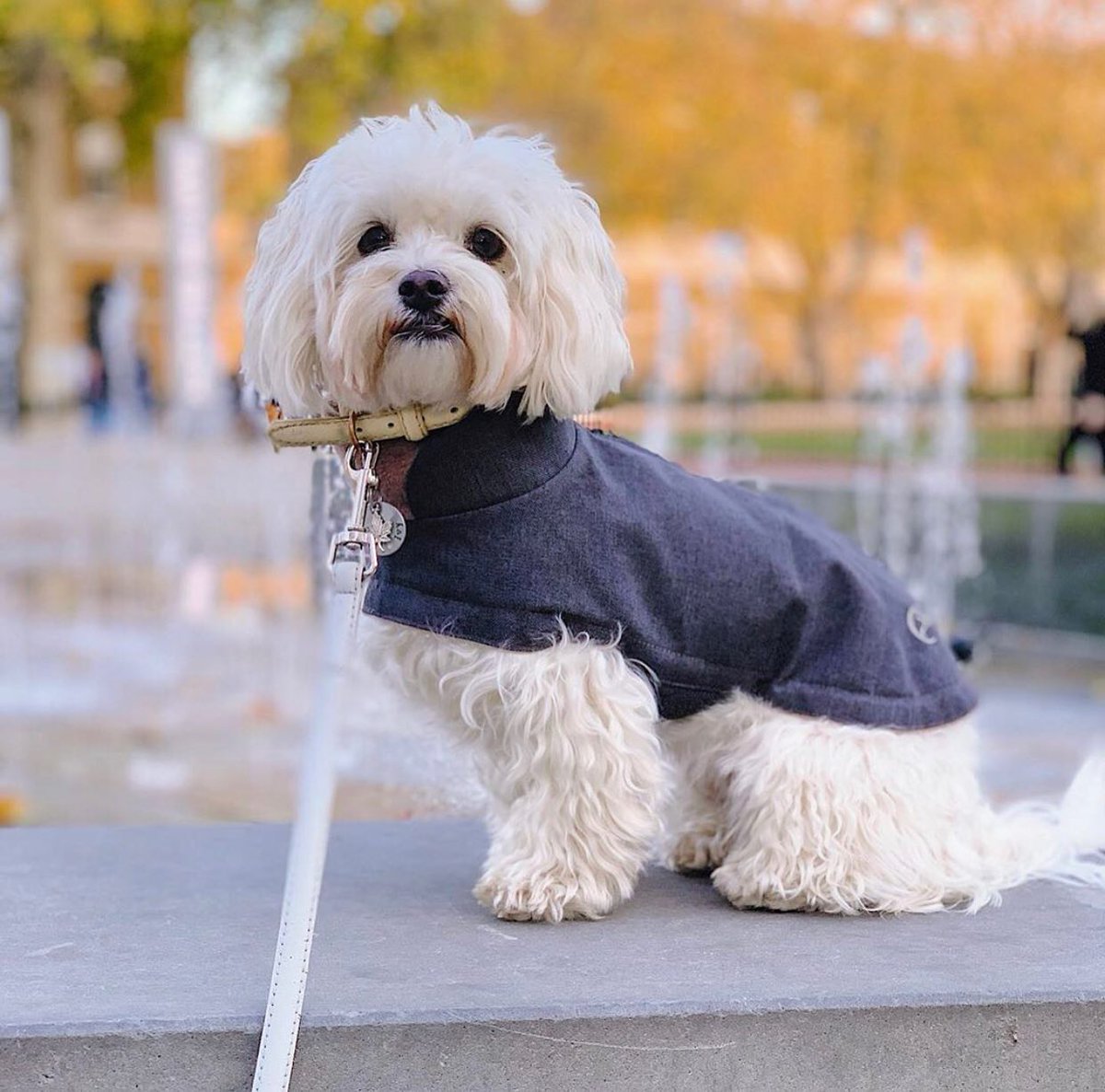 ManicomioSW3's tweet image. We’re dreaming of a ‘White Christmas’. ❄️🎄✨
-
📸: @itsivymaltipoo @dukeofyorksquare
📍 85 Duke of York Square, SW3 4LY
🖥 manicomio.co.uk
☎️ 020 7730 3366