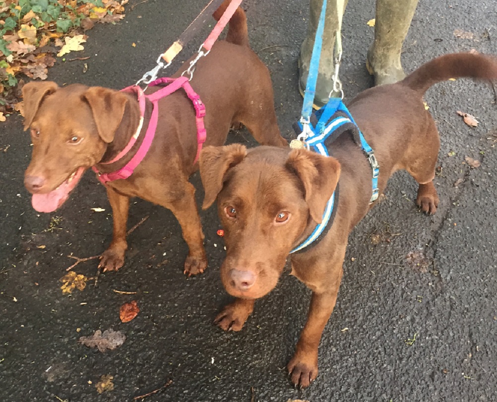 sibirro's tweet photo. these two absolute sweeties cola&amp;red are still looking for their new home - we love walking them but 8 months is too long in rescue and we want them tucked up in their own warm new home v soon

https://t.co/2Hqyvvr7Hi https://t.co/DpBklVd0qN