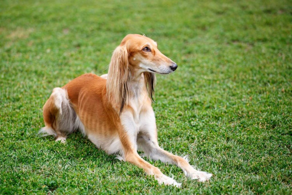 PNurturing's tweet photo. We saw how a trend is bending towards the Saluki dog. People are researching it more and more, and you are one of them too!
Check out some interesting facts, personality traits and other details of this historical breed.
https://t.co/3SKpjoHP4u
#salukidog #PetsNurturing https://t.co/gBP5tH4aAp