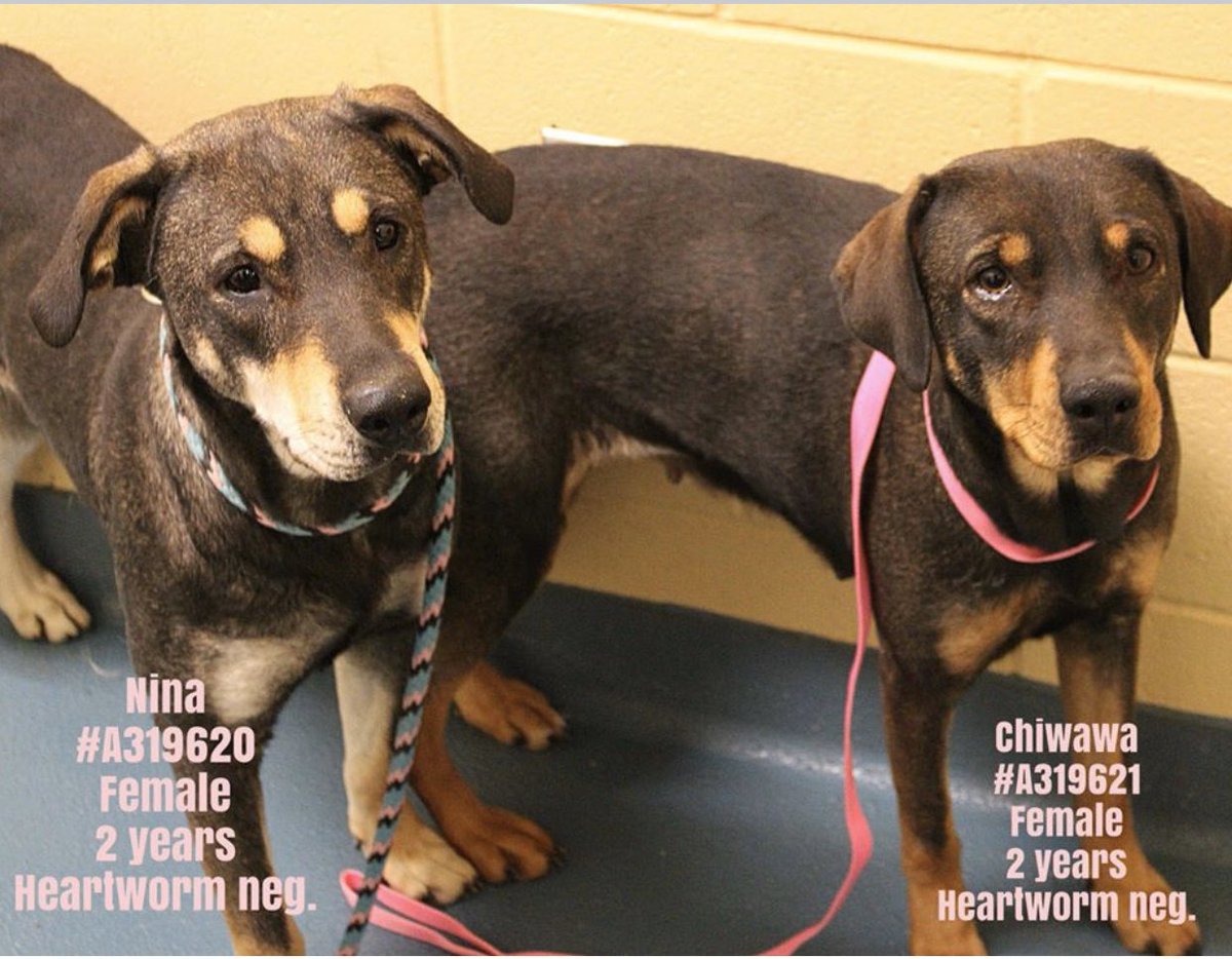 reddogsusie's tweet image. #TN #MEMPHIS
🆘🆘CODE RED BONDED PAIR! Nina &amp;amp; Chiwawa both 2yo hw- OWNER SURRENDERED so scared &amp;amp; worried💔kennelled together this sweet pair love each other-don’t let them die together!💔 #ADOPT #PLEDGE #FOSTER #A319620 #A319621 
facebook.com/18216482414803…
facebook.com/18216482414803…