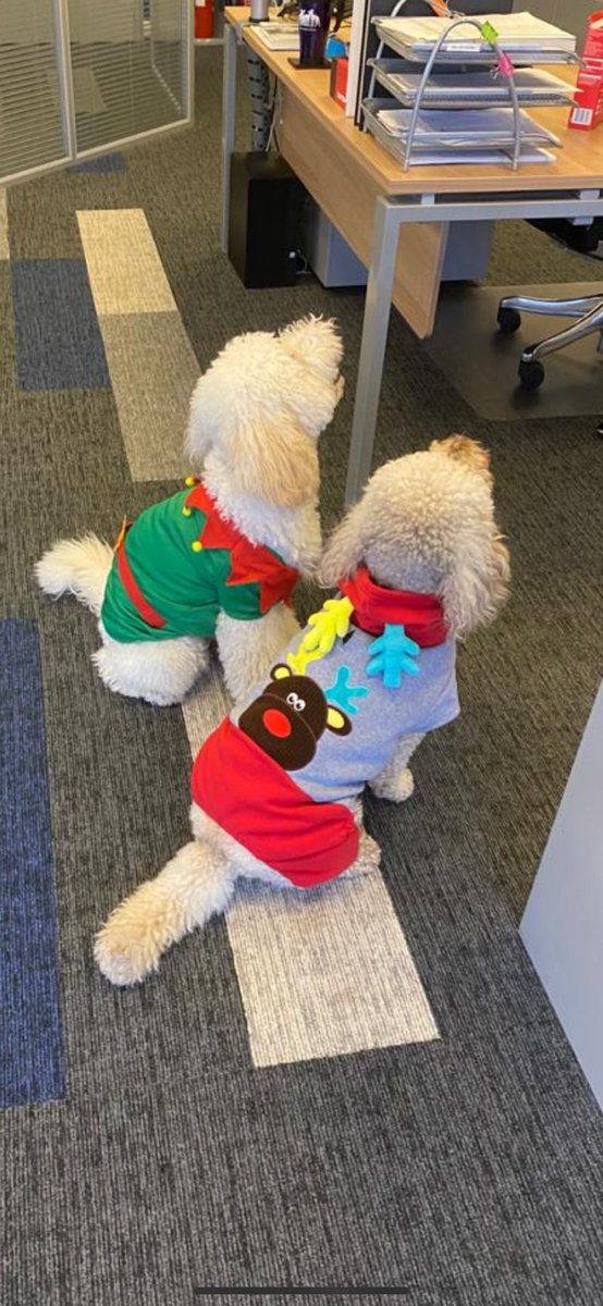 TiletecGroup's tweet image. Our Office Dogs are joining in with #ChristmasJumperDay #DogChristmasJumper #Dogsintheworkplace #Takeyourdogtowork
