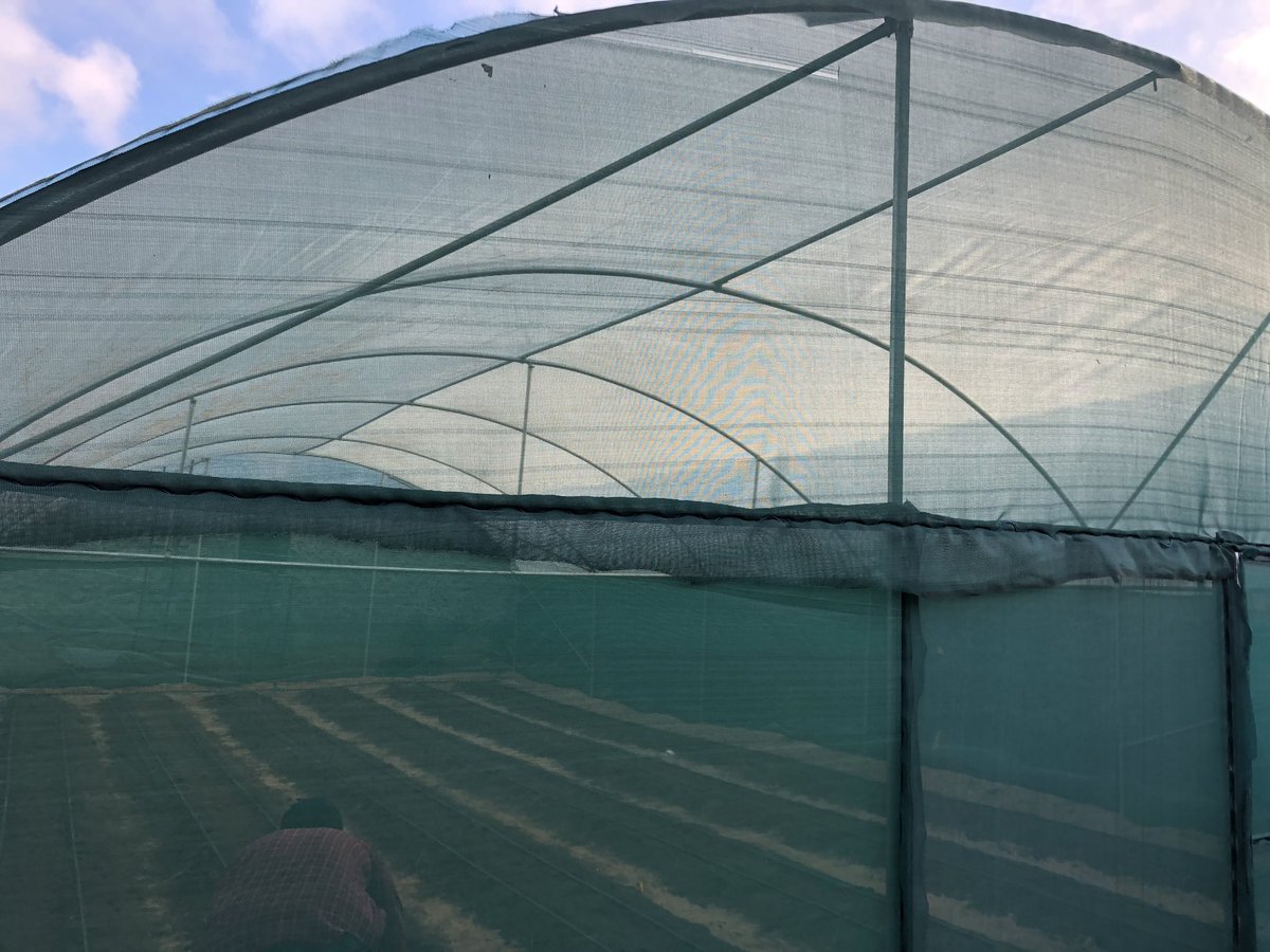 EngMireB's tweet image. Today we are concluding the first Greenhouse owned by the Green Life landscape and agricultural services.
