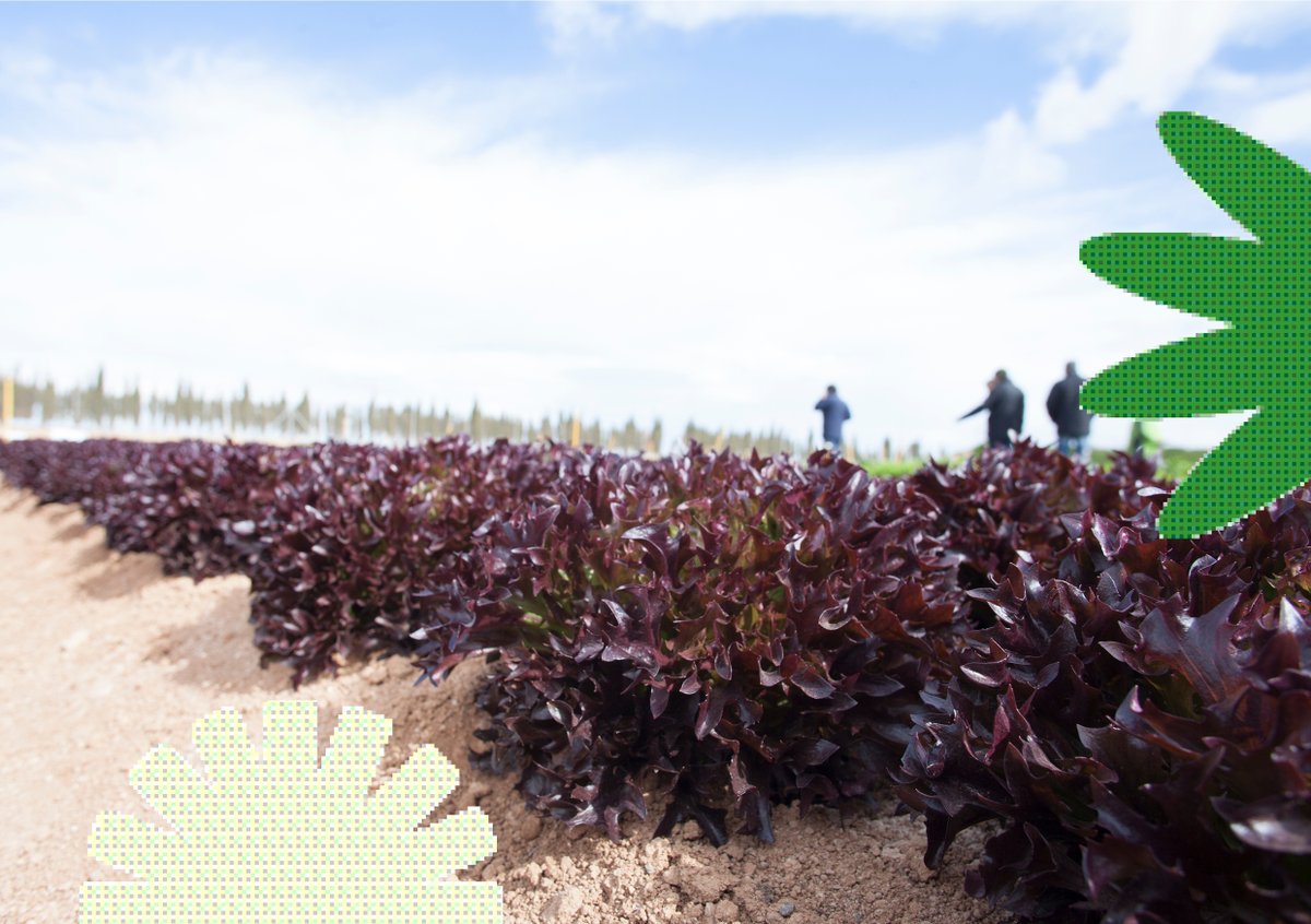 In spring, we always attend a lot of events to meet our partners. Would you like to meet us? Check the overview of upcoming events here! bit.ly/35P0EaR #sharingahealthyfuture #organicvegetables #strongertogethere #meetus
