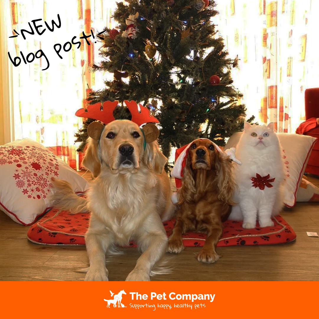 Check out our New Blog Post on the The Pet Company Website! 🎄
thepetcompany.co/index.php?rout…