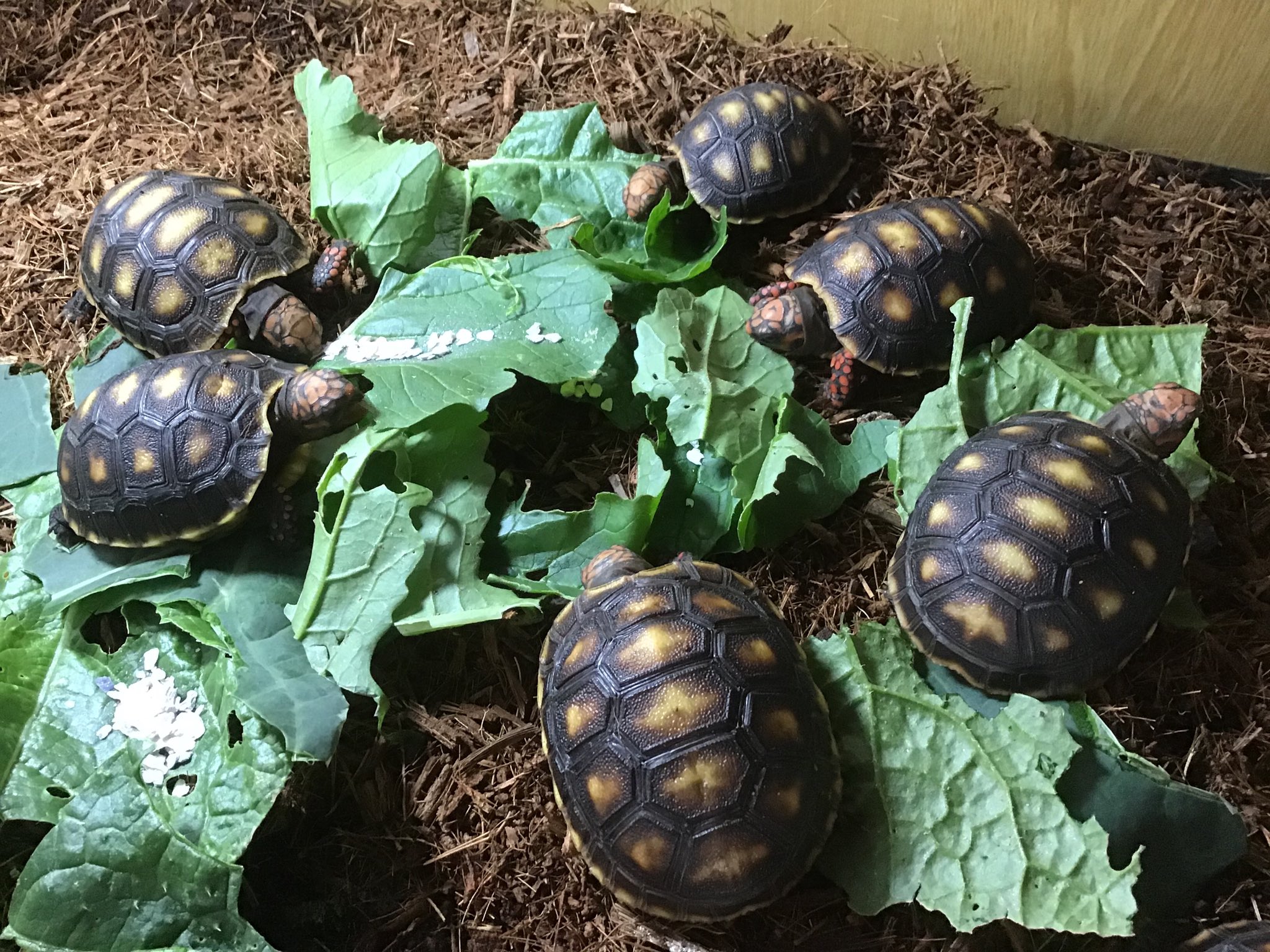 Jabuti 拡散希望 アカアシガメ 常時販売してます いっぱいいます 事前にご連絡いただければ 日曜は10時から6時まで 平日は午後2時から6時まで見学 現物確認できます ご希望の方はdmにて アカアシガメ アカアシリクガメ