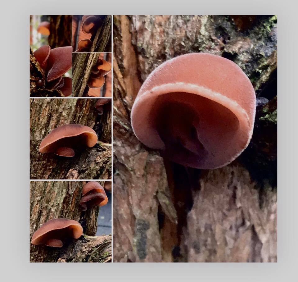 HewaidaRamly's tweet photo. We tend to love things that cause us great despair. May be its better to look only without touching.
Imperfection is the theme of Perfection in Mother Nature. 
I hope my images inspire you. 💔 #chill, #tree, #Morning, #mushroom, #winter, #love, #hewaidaramly https://t.co/IisJ2Z0dz0